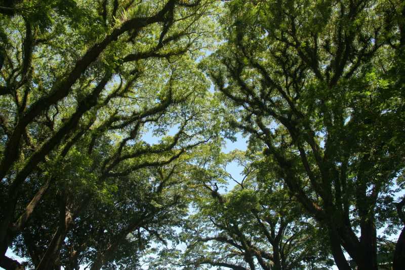 Crecimiento desbloqueado